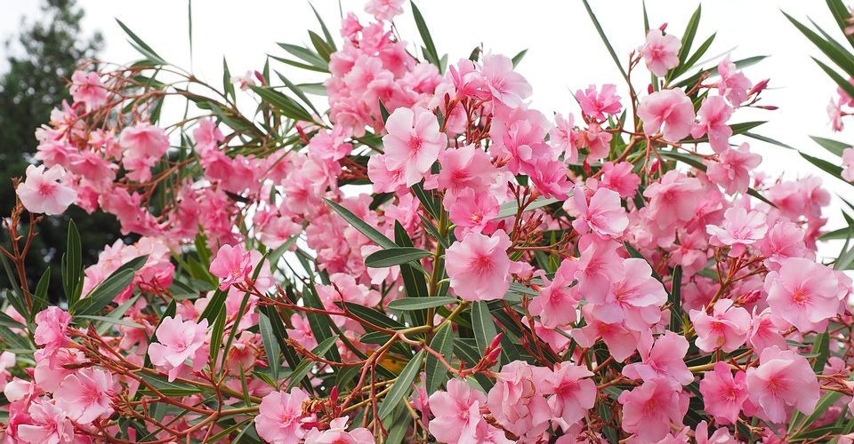 Four Backyard Plant Hazards All Parents Should Be Aware Of