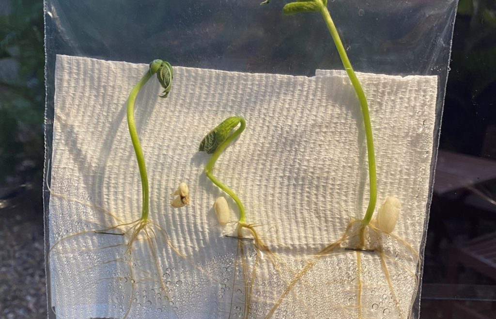 Growing Beanstalks